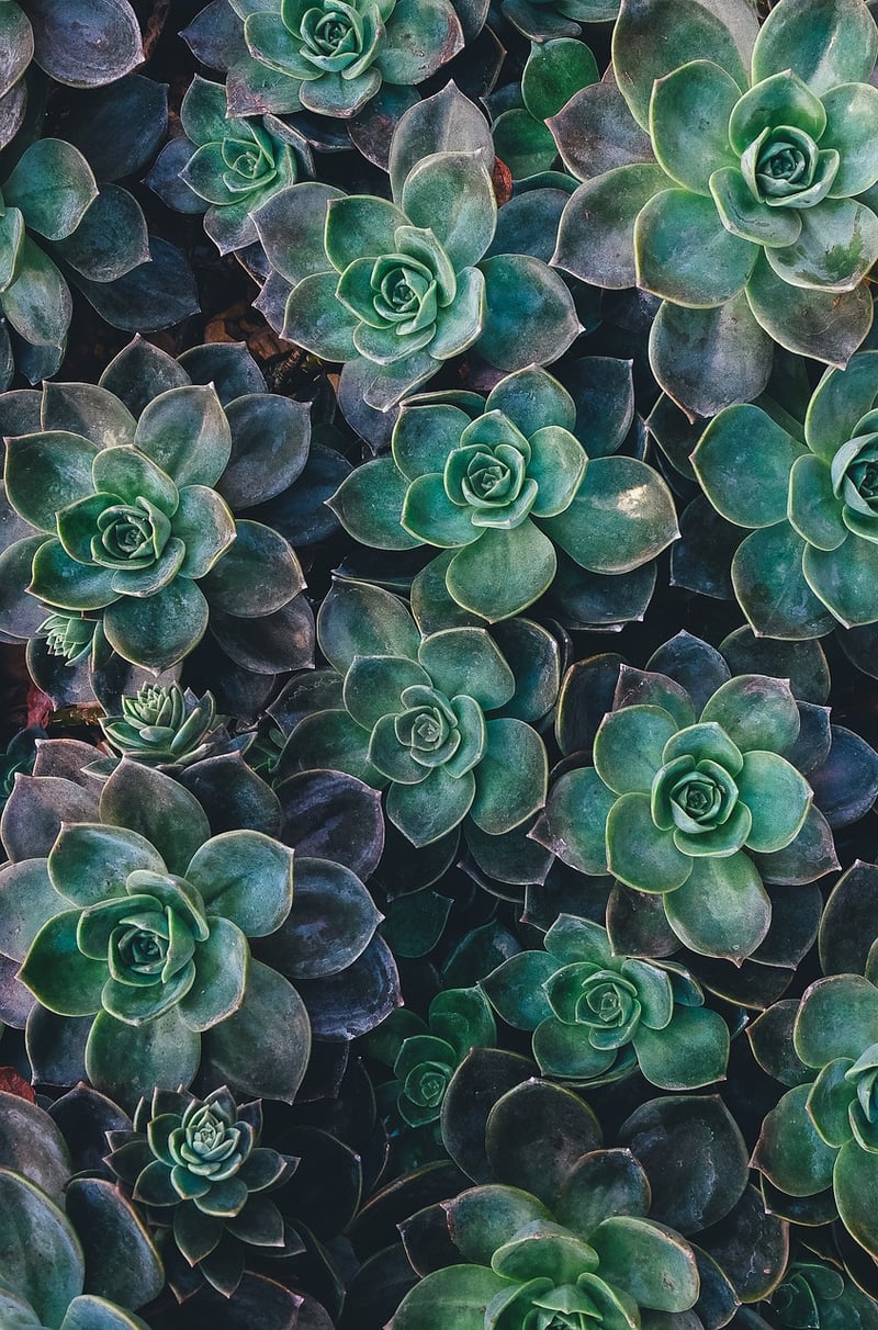 Succulent Options